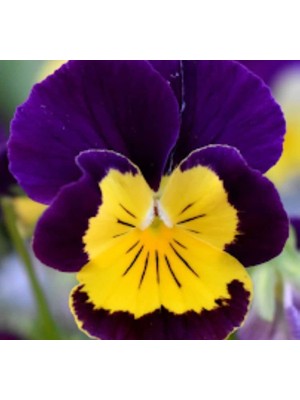 Sarı Lacivert Menekşe Çiçeği Tohumu