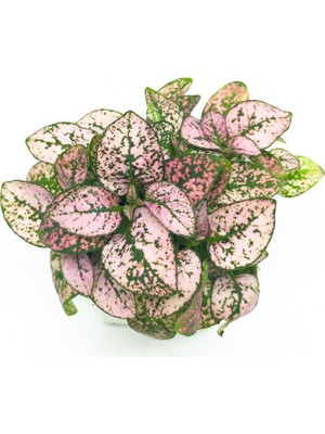 Pembe Çilli Yaprak Çiçeği F1 Tohumu (30 Tohum)