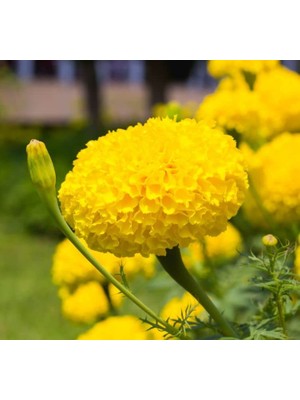 Iri Kadife Çiçeği Tohumu (Büyük Çiçekli Bodur) Sarı Renkli - 10 Tohum