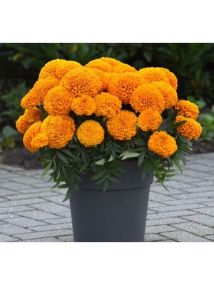 Kadife Çiçeği (Marigold Büyük Çiçek) Turuncu Renkli - 10 Tohum