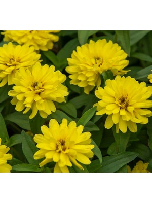 Sarı Kirli Hanım F1 Tohumu (10 Tohum)