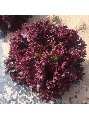Doğal Kırmızı Kıvırcık Marul Tohumu