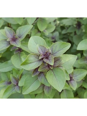 Tarçın Kokulu Fesleğen - Özel Seri