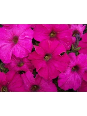 Fuşya Petunya (20 Tohum)