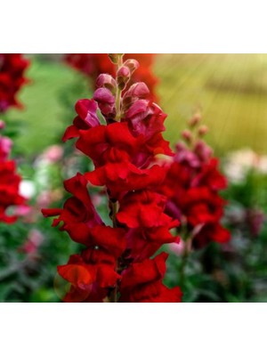 Aslanağzı Tohumu (Kesimlik) Kırmızı Renkli - 20 Tohum