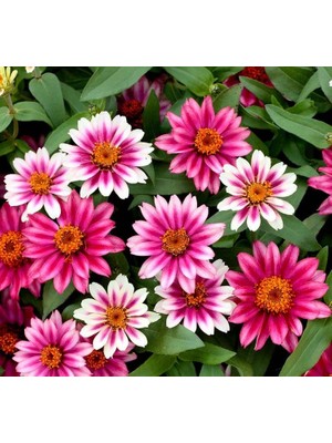 Zinnia Çiçeği Tohumu (Mini Çiçekli, Kirli Hanım) Cherry Renkli - 5 Tohum