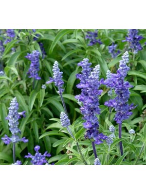 Adaçayı Çiçeği - Sade Bir Güzellik