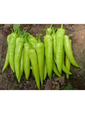 Doğal Çarliston Biberi Tohumu