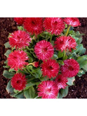 Şeker Papatya Tohumu (Katmerli) Kırmızı Renkli - 20 Tohum