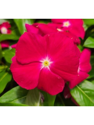 Cranbery Rozet Çiçeği F1 Tohumu (40 Tohum)