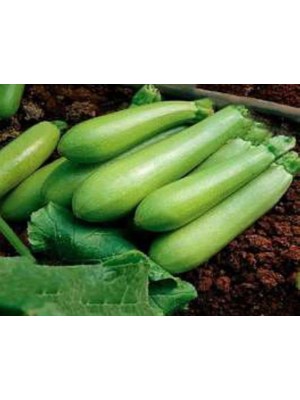 Doğal Beyaz Kabak Tohumu