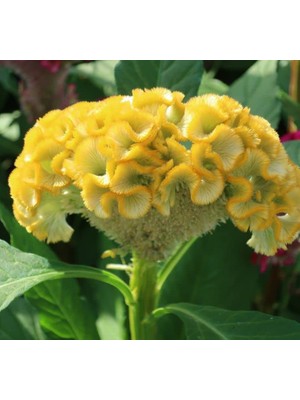 Horoz Ibiği Tohumu (Balta Geniş Çiçek) - Sarı Renkli - 40 Tohum