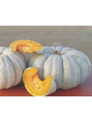 Kabak Arıcan 97 Tohumu - Aksel 10 gr