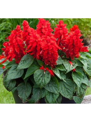 Kırmızı Ateş Çiçeği - Salvia F1 Tohumu (30 Tohum)