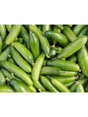 Doğal Salatalık Tohumu Çengelköy