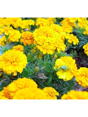 Fransız Kadife Çiçeği Tohumu (Bodur) Sarı Renkli - 10 Tohum