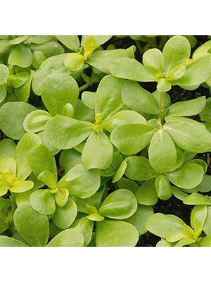 Semiz Otu Tohumu - Aksel 10 gr