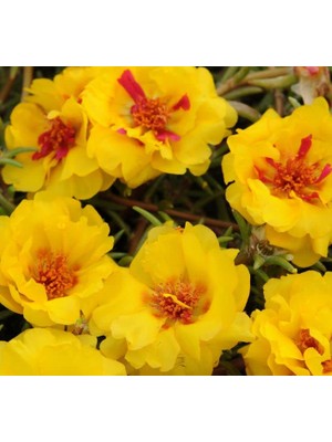 Sarı Kırmızı Ipek Çiçeği F1 Tohumu (75 Tohum)