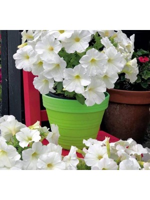 Petunya Çiçeği Tohumu (Iri Çiçekli Bodur) Beyaz Renkli - 15 Tohum