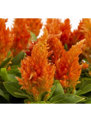 Turuncu Tüy Horoz Ibiği F1 Tohumu (75 Tohum)