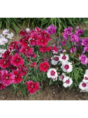 Çin Karanfili Tohumu (Kokulu Çok Çiçekli) Karışık Renkli - 5 Tohum