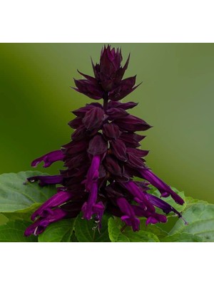 Ateş Çiçeği Tohumu (Bodur Çok Çiçekli) Mor Renkli - 15 Tohum