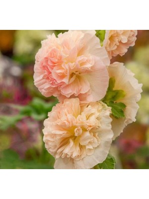 Gülhatmi (Katmerli Büyük Çiçekli) - Turuncu (5 Tohum)