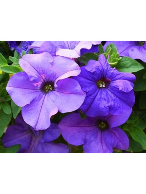 Mavi Yıldız Petunya (20 Tohum)