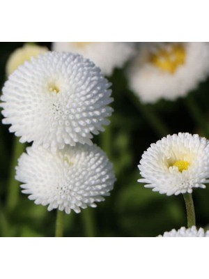 Beyaz Şeker Tabağı F1 Tohumu (50 Tohum)