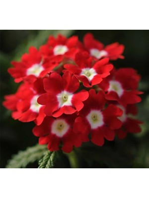 Kırmızı Beyaz Mine Çiçeği F1 Tohumu (20 Tohum)