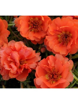 Ipek Çiçeği Tohumu (Katmerli Çok Çiçekli) Turuncu Renkli - 40 Tohum