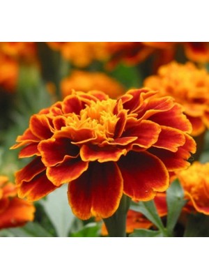 Kadife (Mini Çiçekli) Tohumu