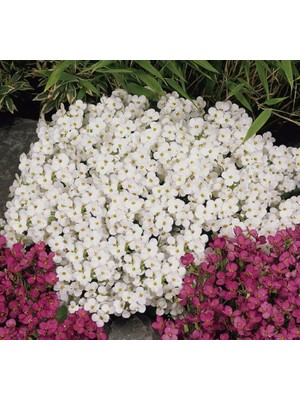 Karışık Renkli Arabis F1 Tohumu (30 Tohum)