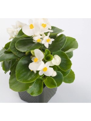 Şeker Begonya Tohumu (Iri Çiçek, Yeşil Yaprak) Beyaz Renkli - 25 Tohum