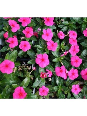 Rozet Çiçeği (Çok Çiçekli Çok Dallanan) Punch Renkli - 15 Tohum