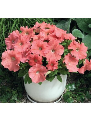 Petunya Çiçeği Tohumu (Iri Çiçekli Bodur) Somon Renkli - 15 Tohum