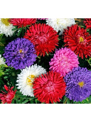 Aster Kasımpatı (Krizantem) Karışık Renkli - 20 Tohum