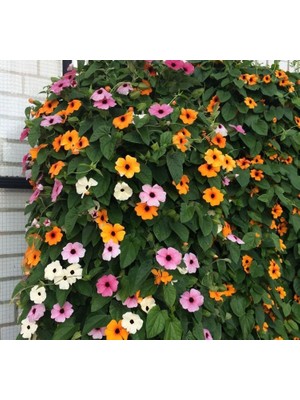 Kara Gözlü Suzan Çiçeği Tohumu - Karışık Renkli (5 Tohum)