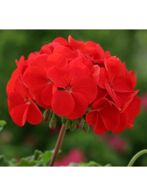 Sardunya Tohumu (Büyük Çiçek, Kokulu Yaprak) Kırmızı Renkli - 5 Tohum