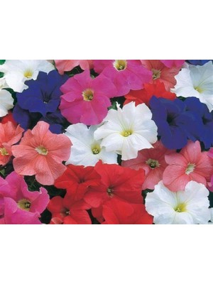 Karışık Renkli Özel Petunya Tohumu (20 Tohum)