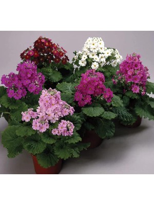 Onbir Ay Çiçeği Tohumu (Büyük, Çift Renkli) Karışık Renkli - 5 Tohum