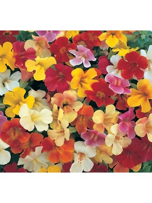 Mimulus Çiçeği Tohumu (Çok Çiçekli Bodur) Karışık Renkli - 15 Tohum