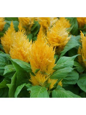 Sarı Tüy Horoz Ibiği F1 Tohumu (75 Tohum)