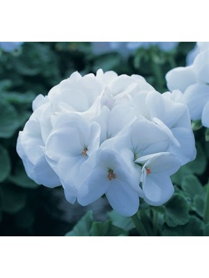 Sardunya Tohumu (Büyük Çiçek, Kokulu Yaprak) Beyaz Renkli - 5 Tohum