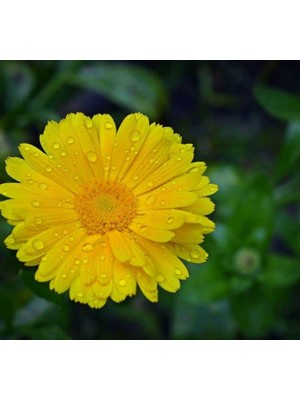 Sarı Aynı Sefa F1 Tohumu (50 Tohum)