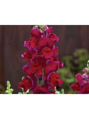 Koyu Kırmızı Renk Uzun Boylu Özel Aslan Ağzı (10 Tohum)