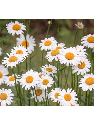 Papatya Tohumu (Kalıcı Yüksek Boylu) - Beyaz Renkli - 40 Tohum