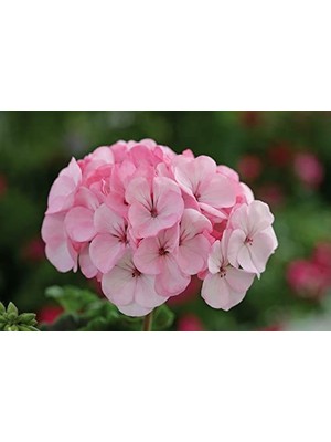 Sardunya Tohumu (Büyük Çiçek, Kokulu Yaprak) Pembe Beyaz Renkli - 5 Tohum