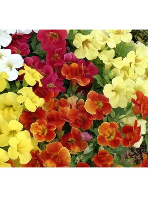 Karışık Mimulus Misk Çiçeği F1 Tohumu (30 Tohum)