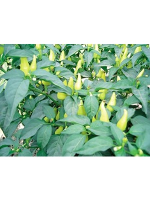 Doğal Biberiye Tohumu